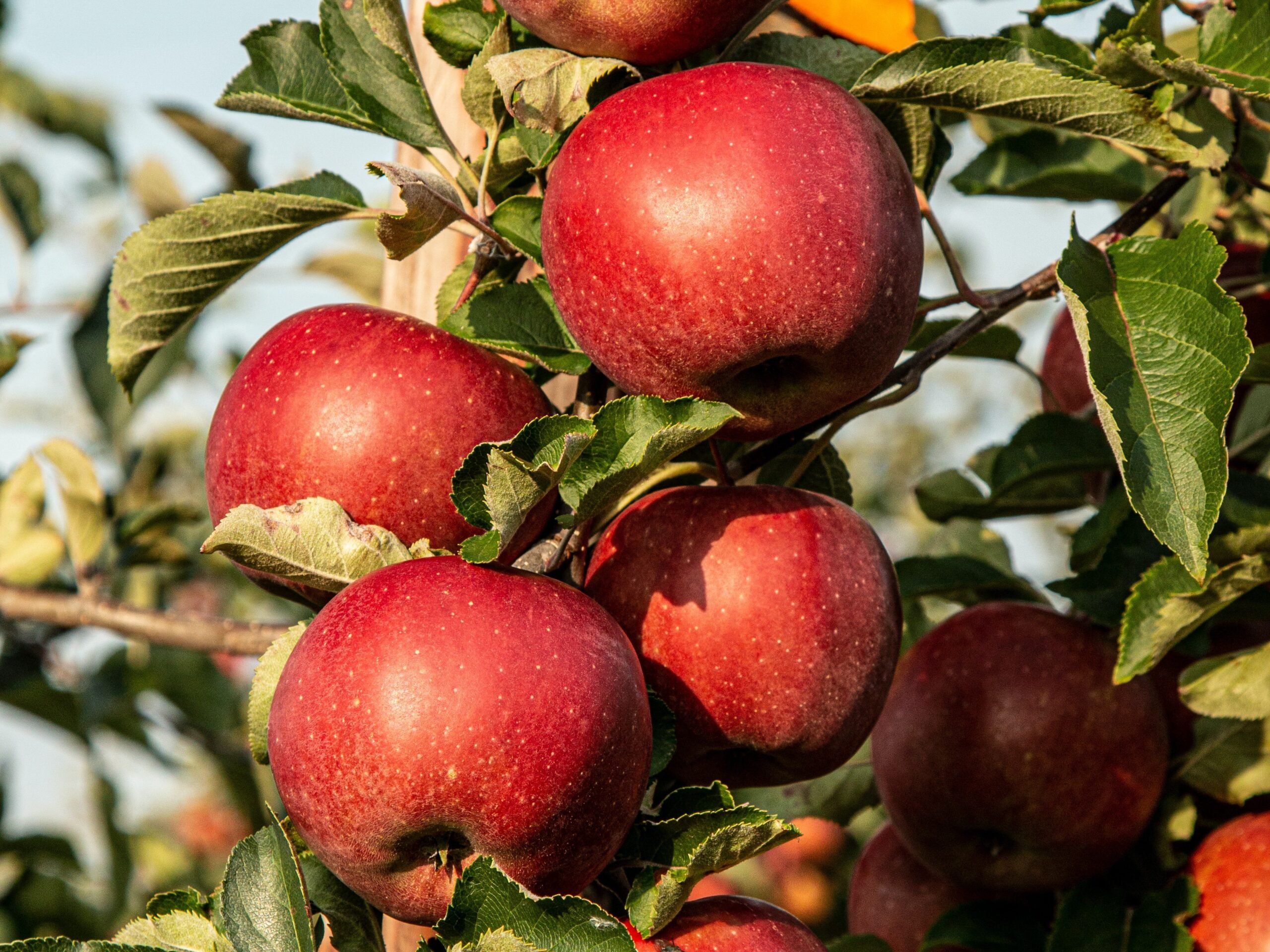 Is Fruit Cider Vegan?
